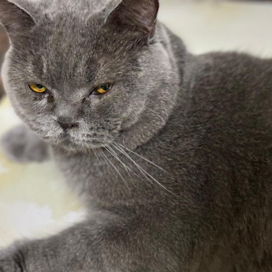 果冻味的猫