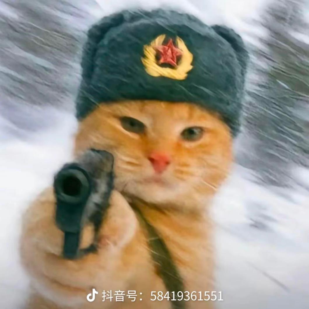 爱玩游戏的猫