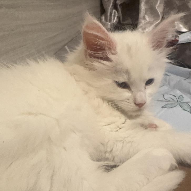 ZUNVOdasdasd的直播号