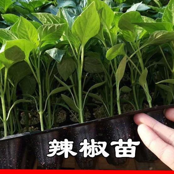 新农业