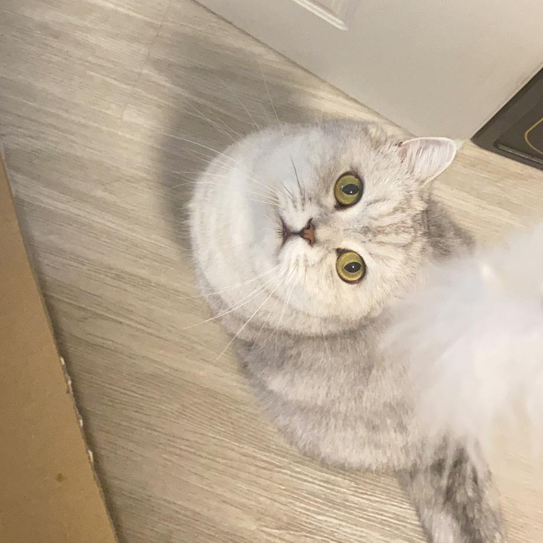 MIMO-盐城猫咪寄养✨