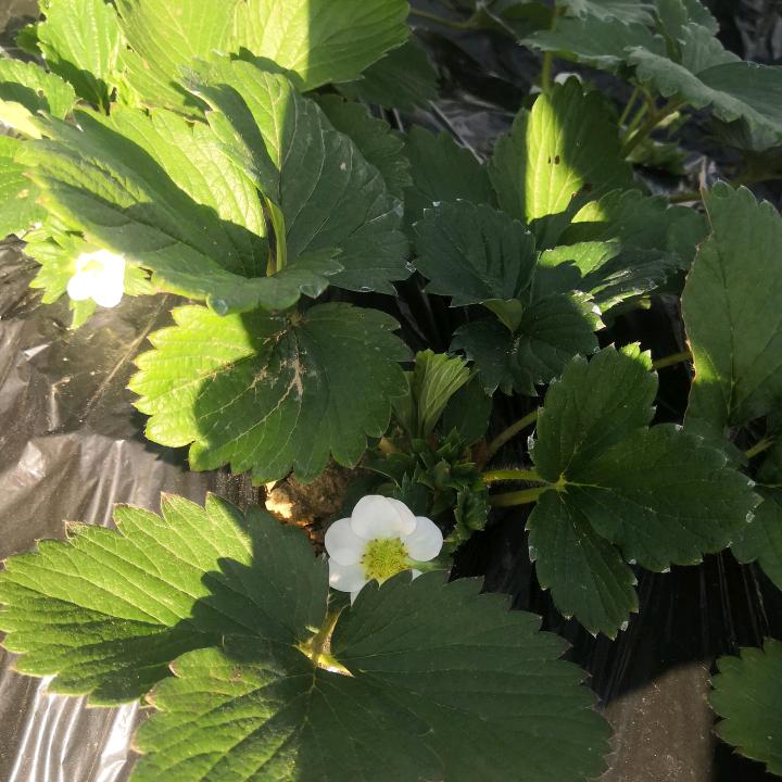 海阳展霖草莓采摘园