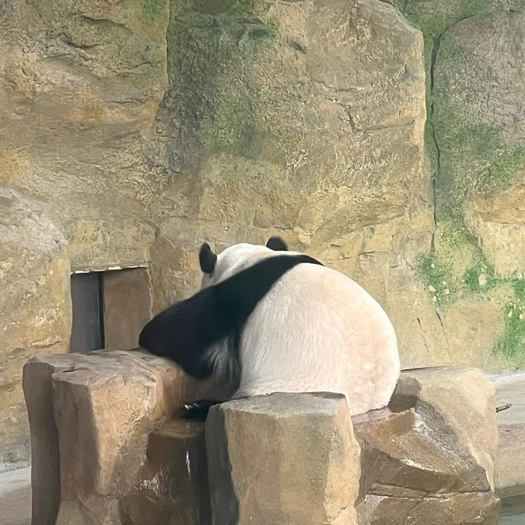 人间鸿客