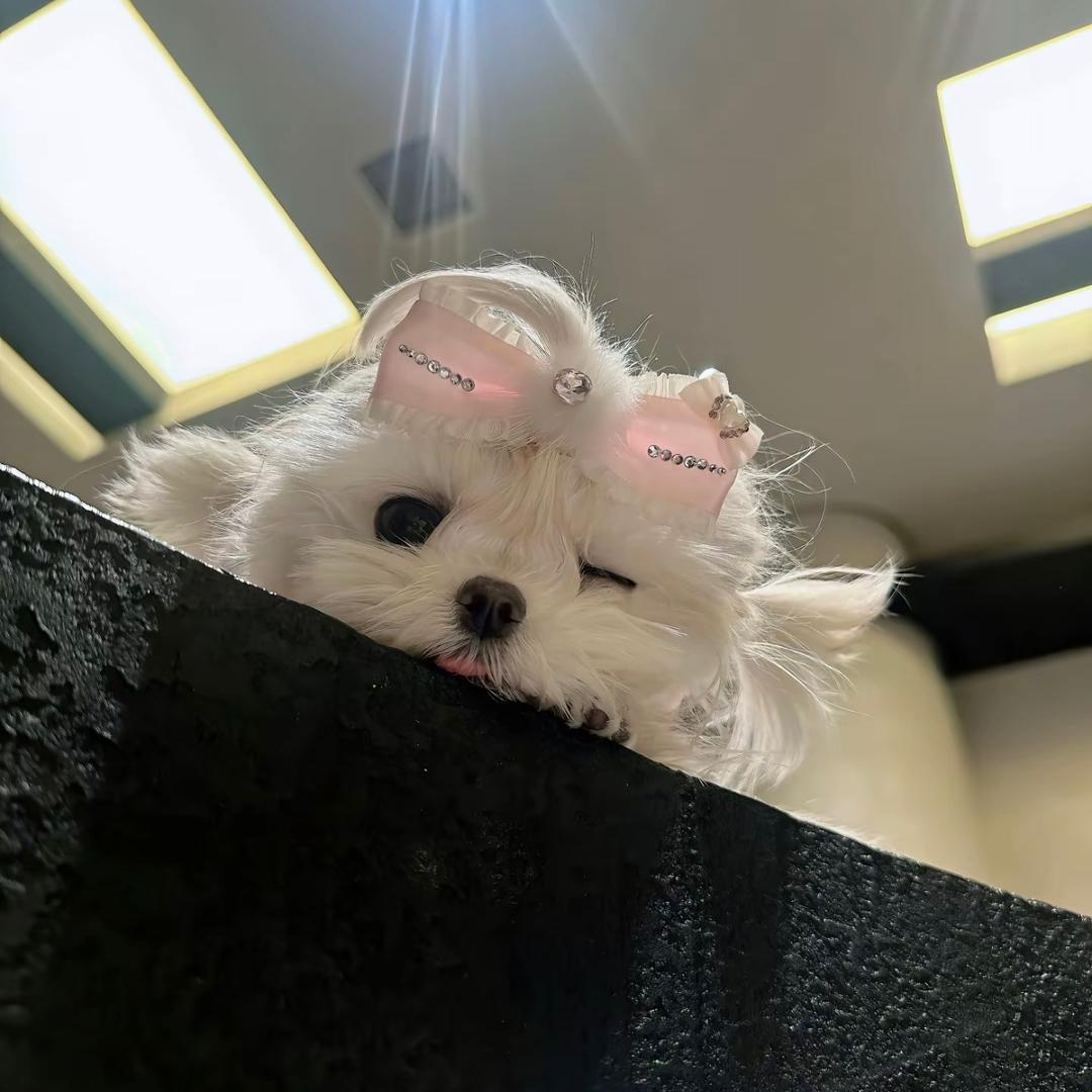 小辣椒(无畏契约)