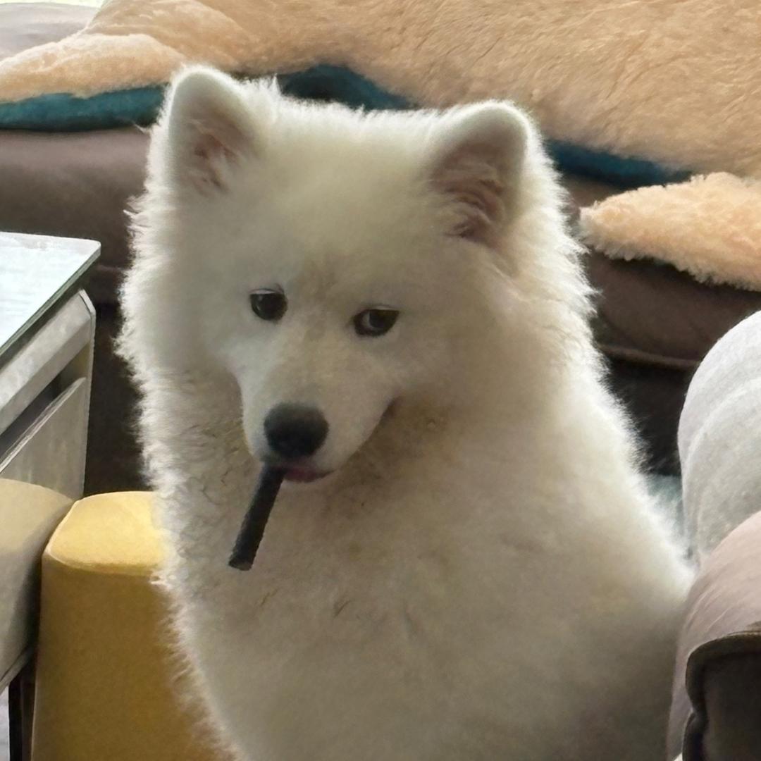 俺叫puppy