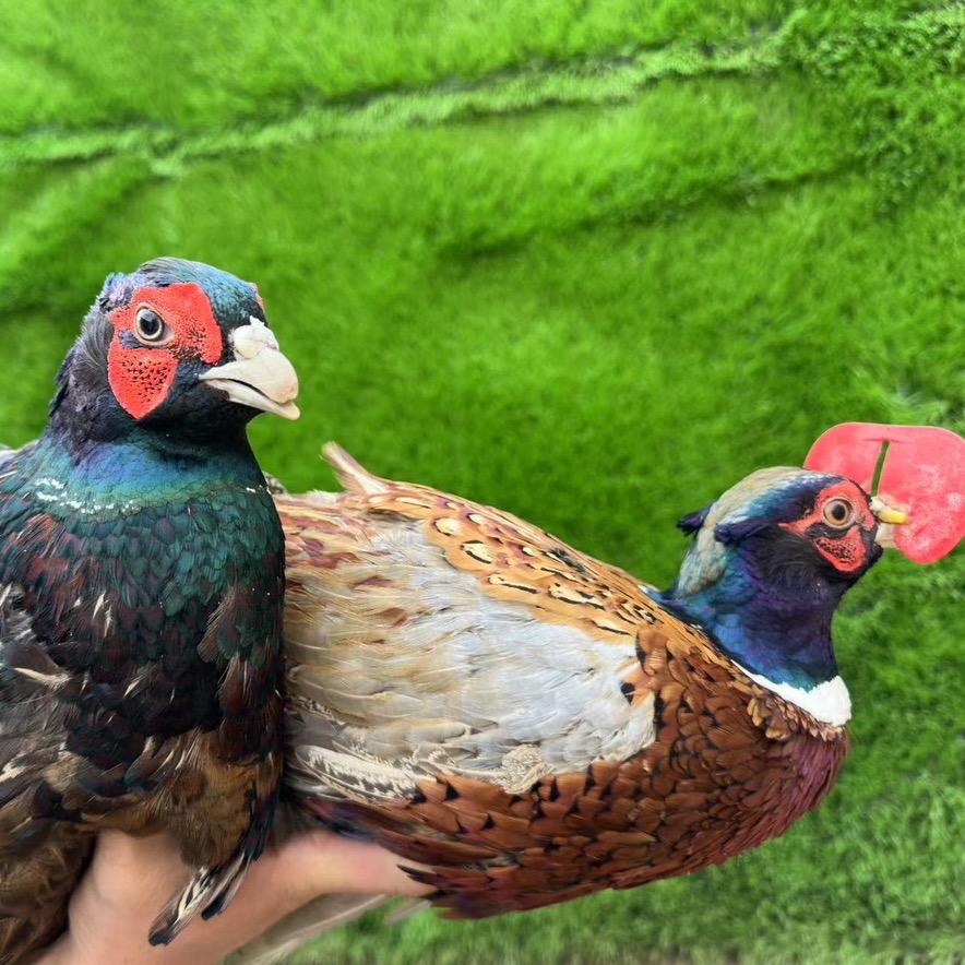 诚信七彩山鸡养殖孵化场