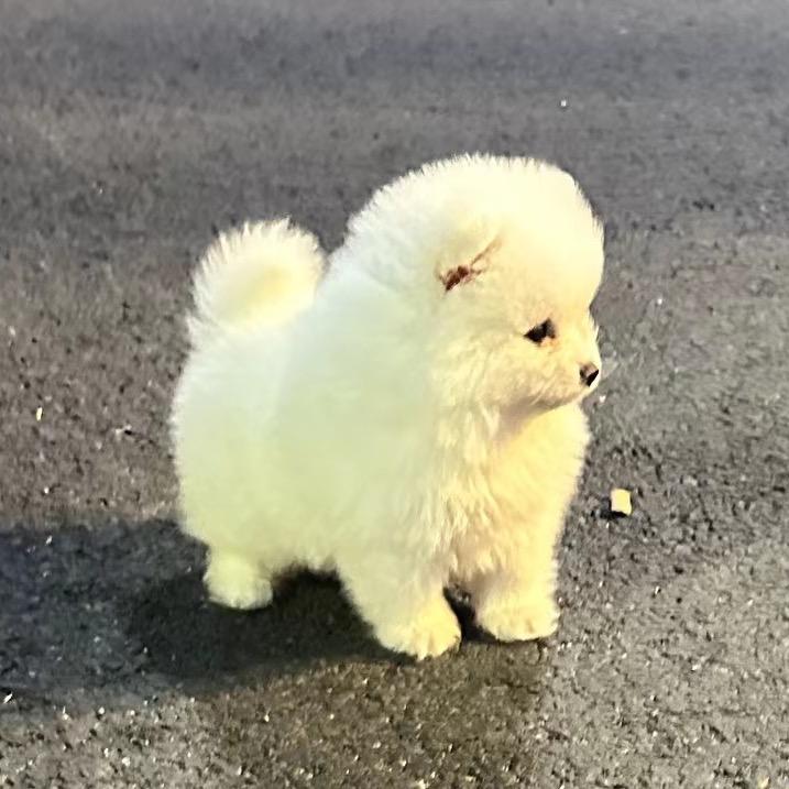 快乐小狗🐶