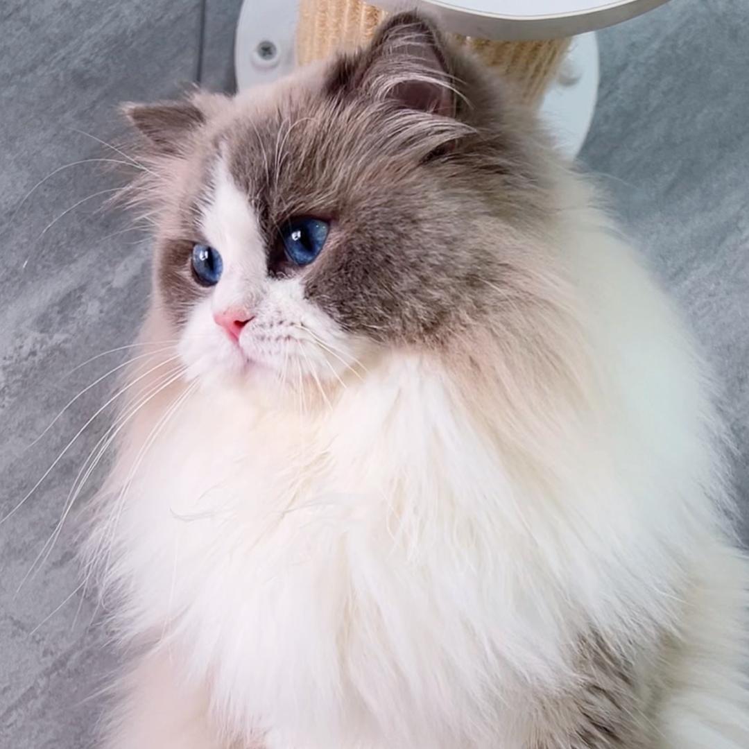 炫风妈妈的布偶猫