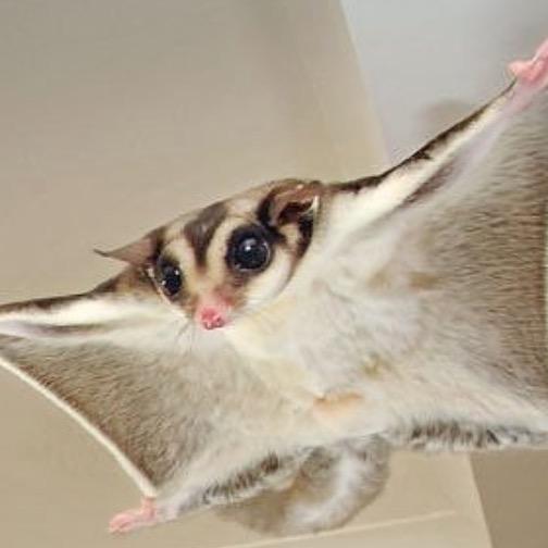 小萌蜜袋鼯用品