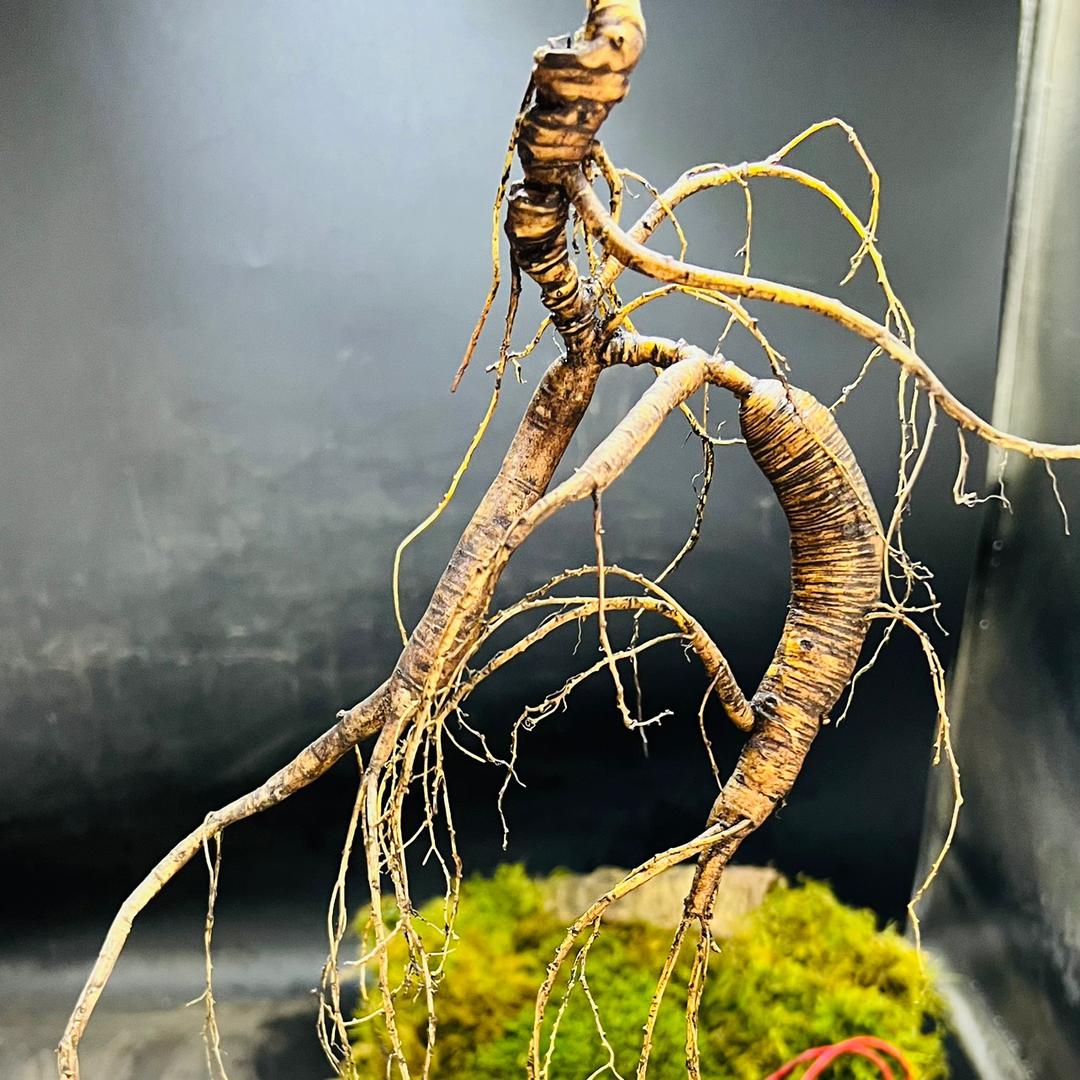 常青东北特产参茸行