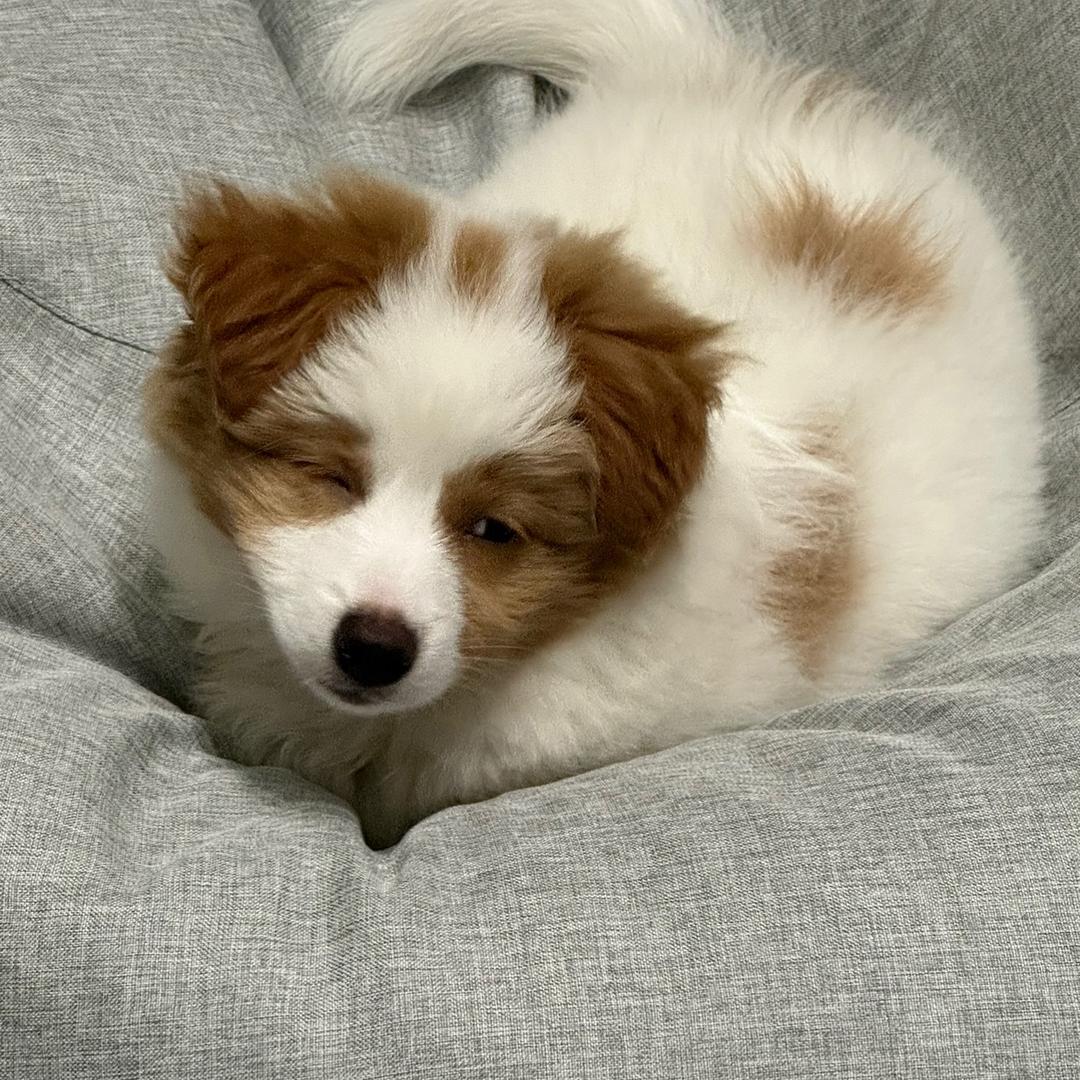 边基牛牛的日常🐶