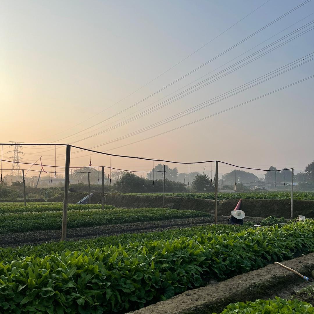 炎陵土货特产批发收购