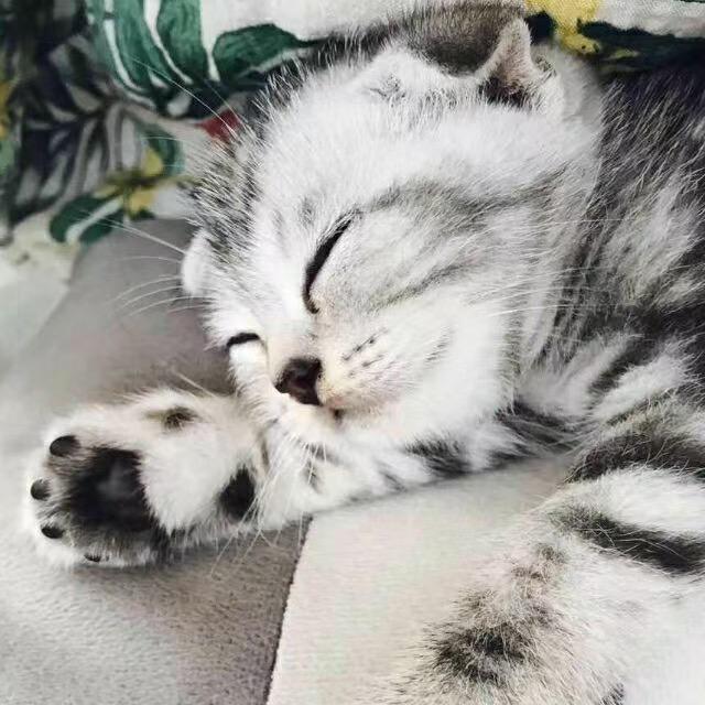 糯糯小芋圆