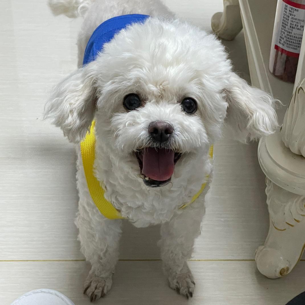 球球是个小比熊（省钱版）