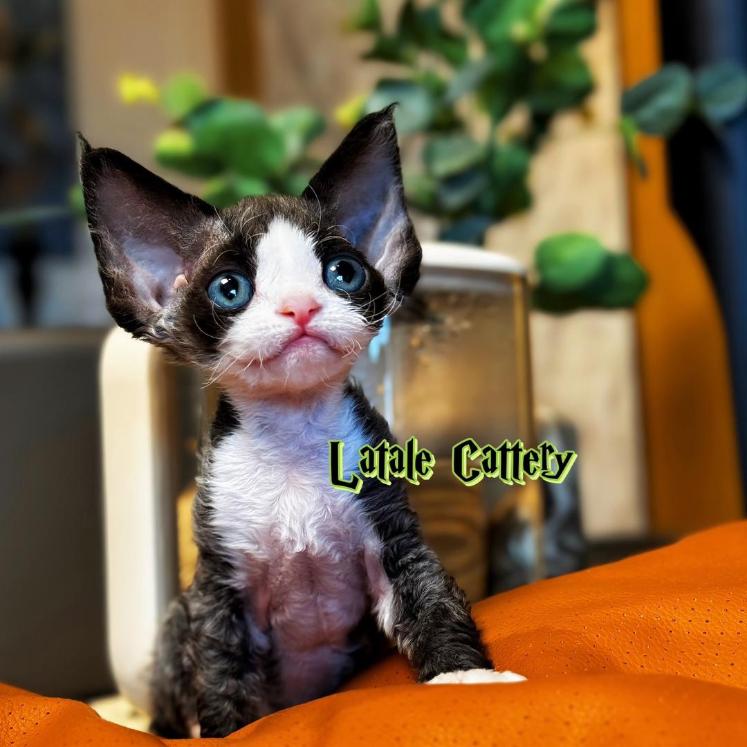 皮蛋家德文卷毛猫（直播号）