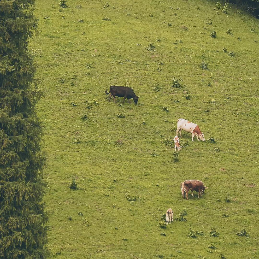 我必须吃块小蛋糕