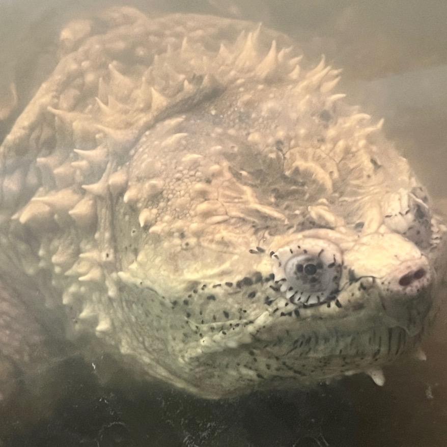 鳄之眼龟宠
