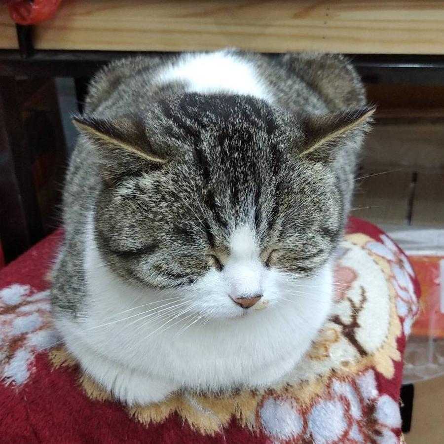 我与神.明画押，神眀骂.我傻差