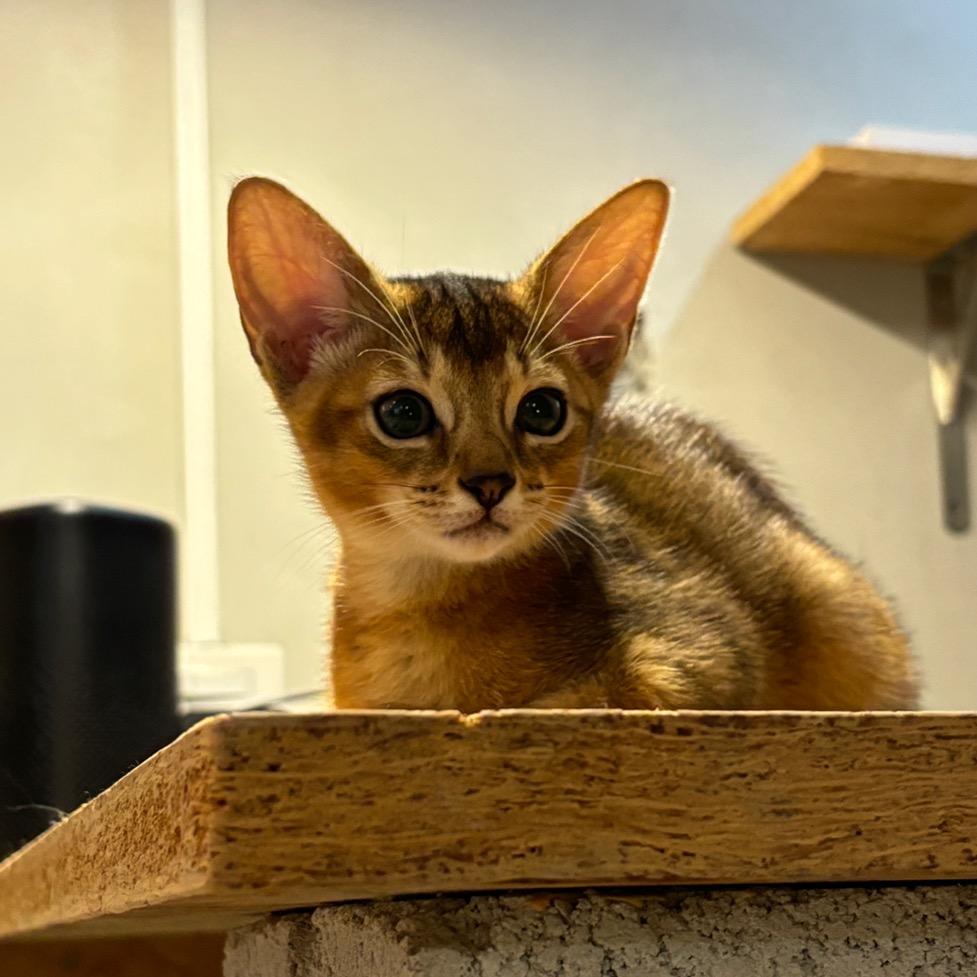 落落和猫狗