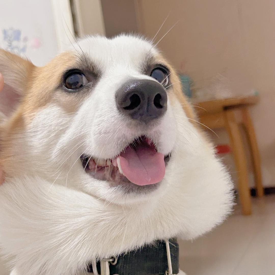 小可乐呀