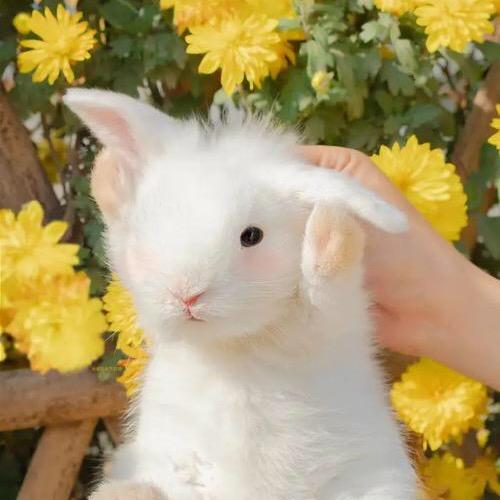 兔兔仙生肖