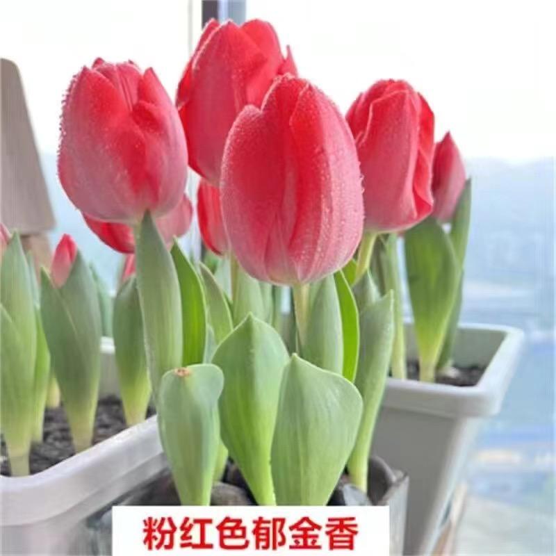 花花草草1