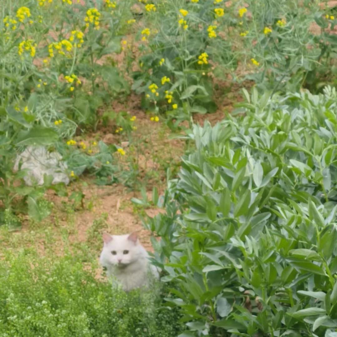 白咪咪