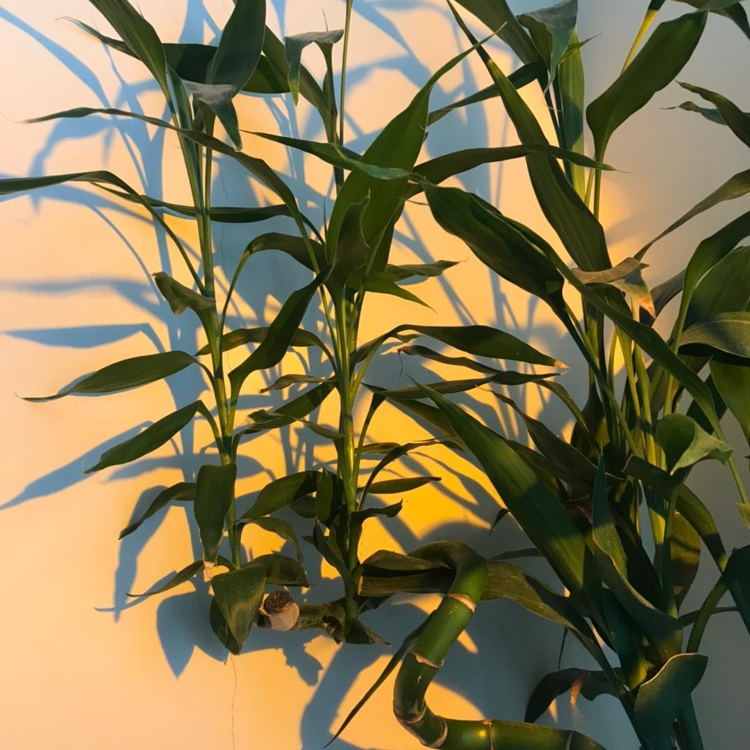 予枫烨