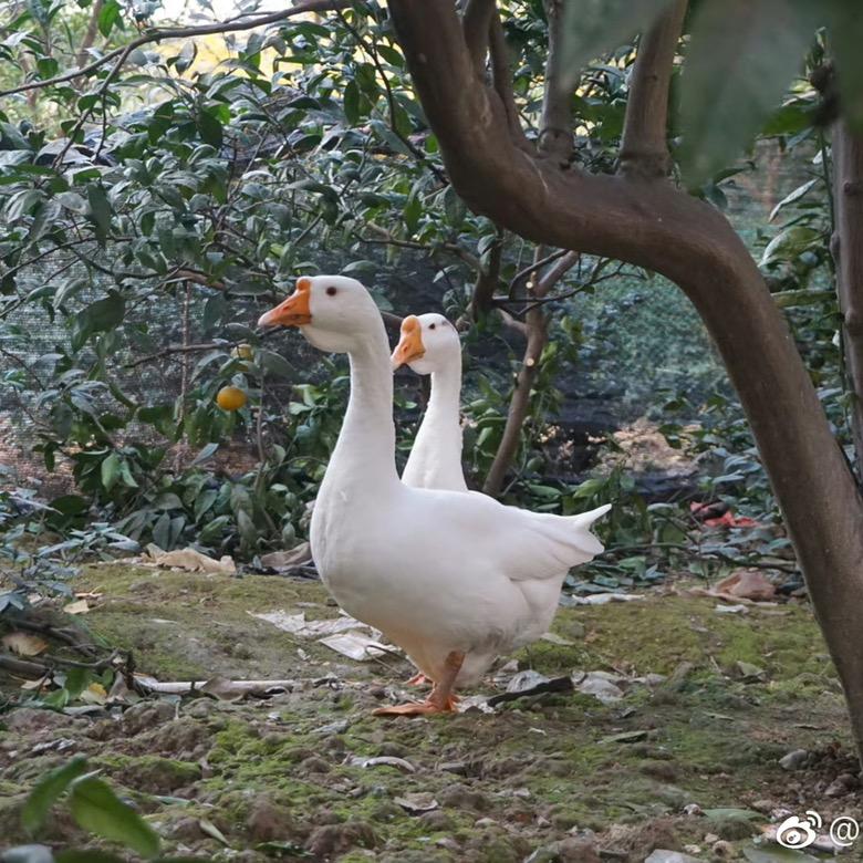 橘子没烦恼
