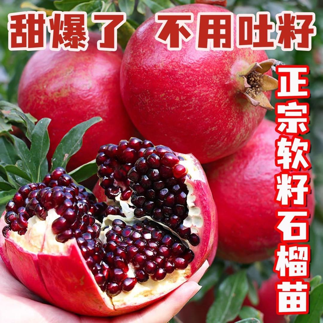 果农侠源和果树苗木专卖店