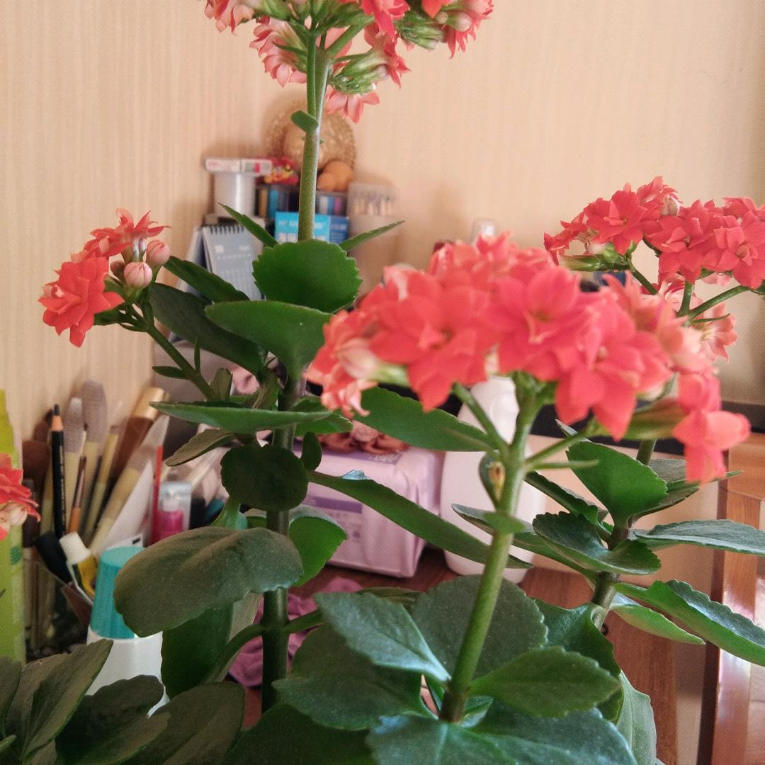 没心没肺活着不累