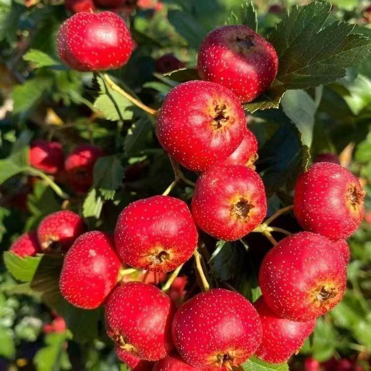 沂蒙山地区山楂基地