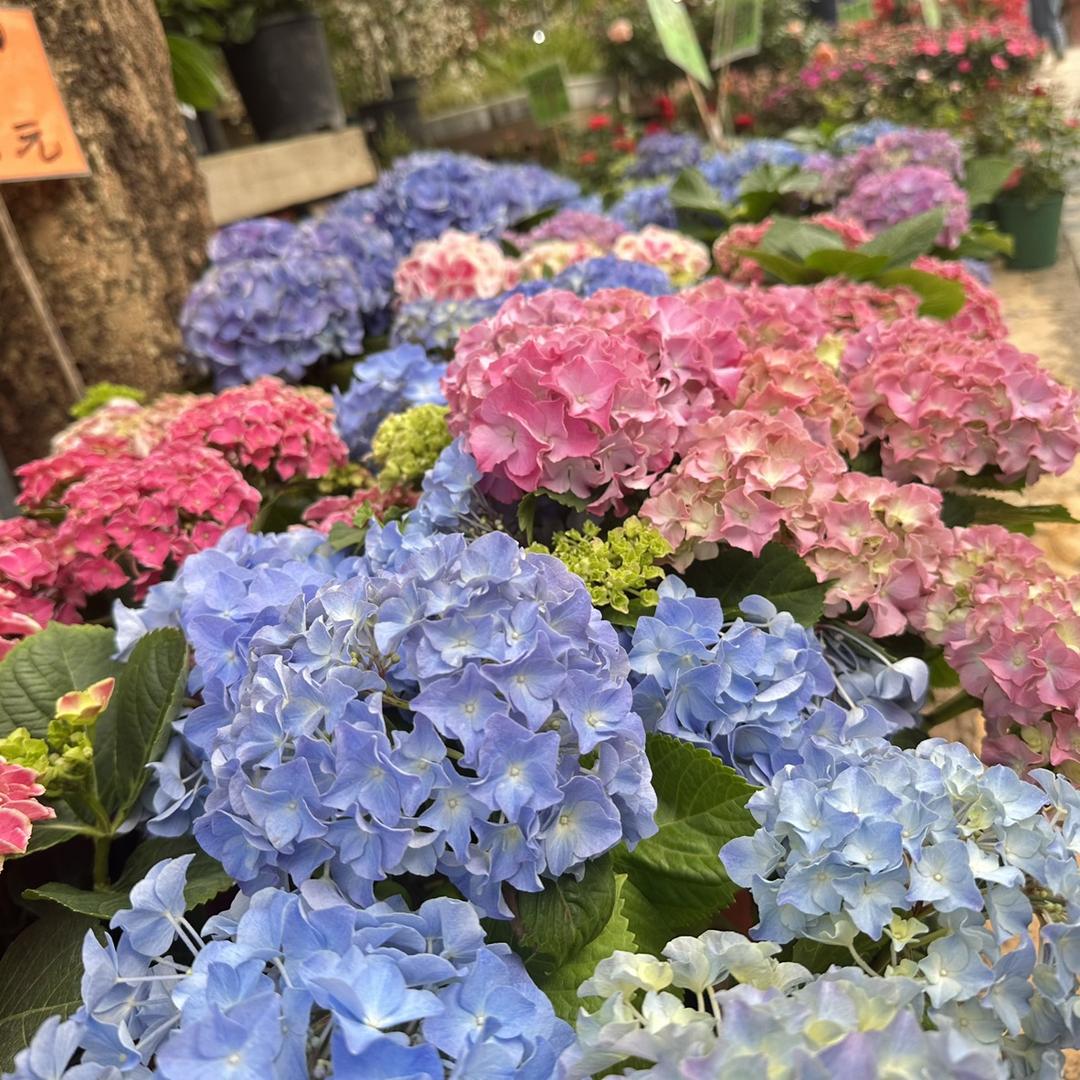 一条大河鹅波浪🌊宽