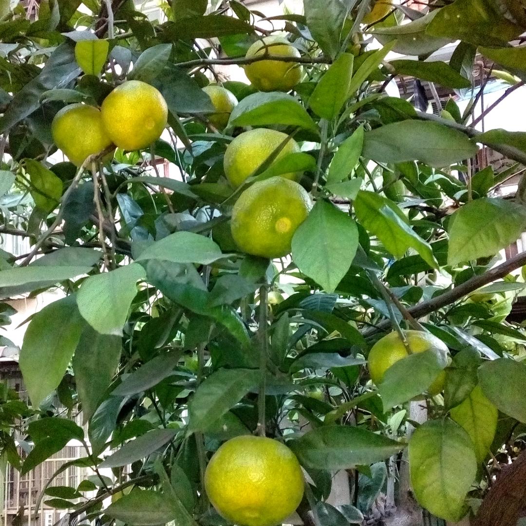 两宝奶奶