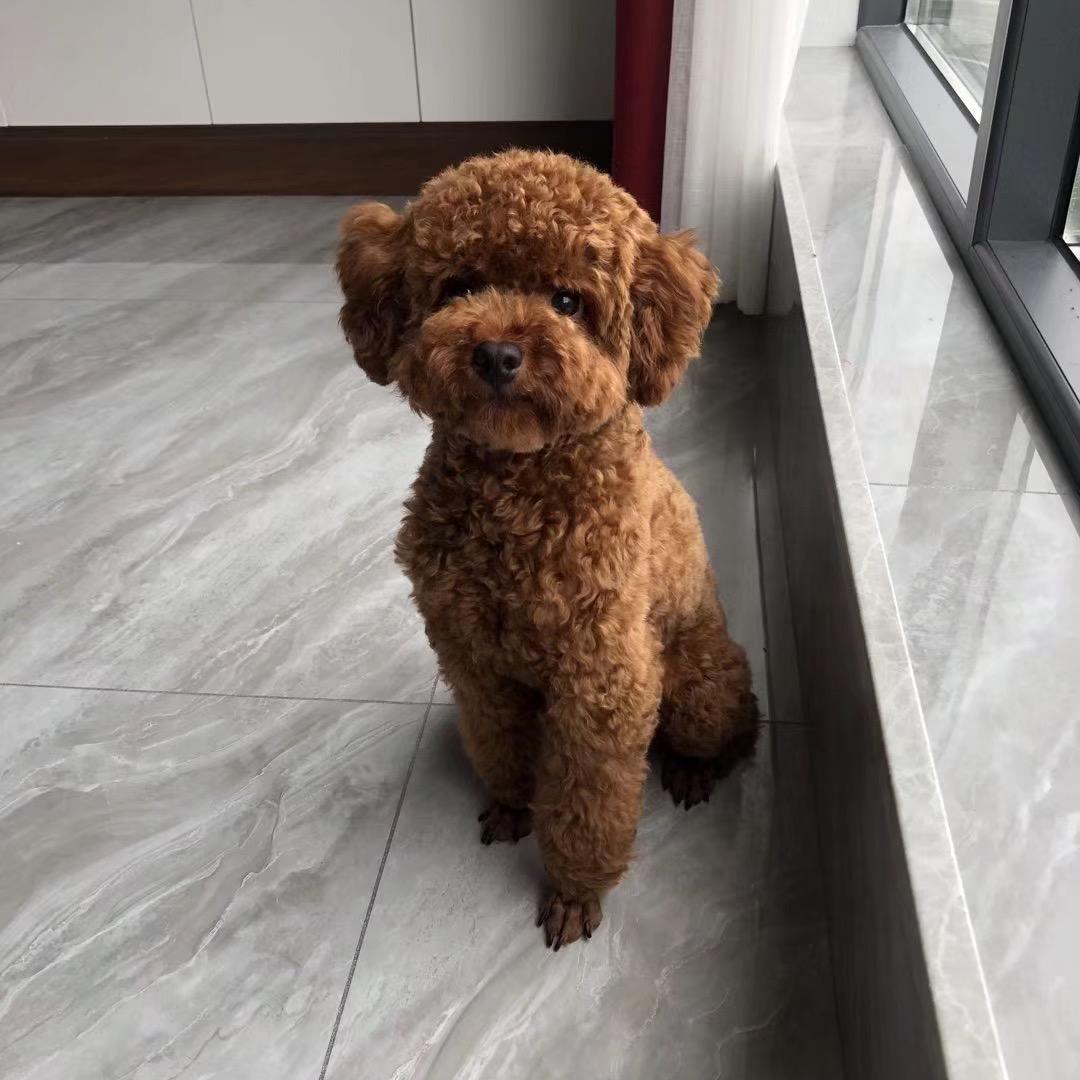 莱米的幸福生活