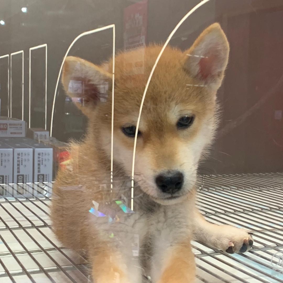 燕麦丝绒拿铁