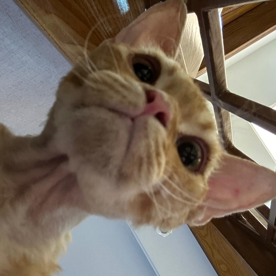 猫三多