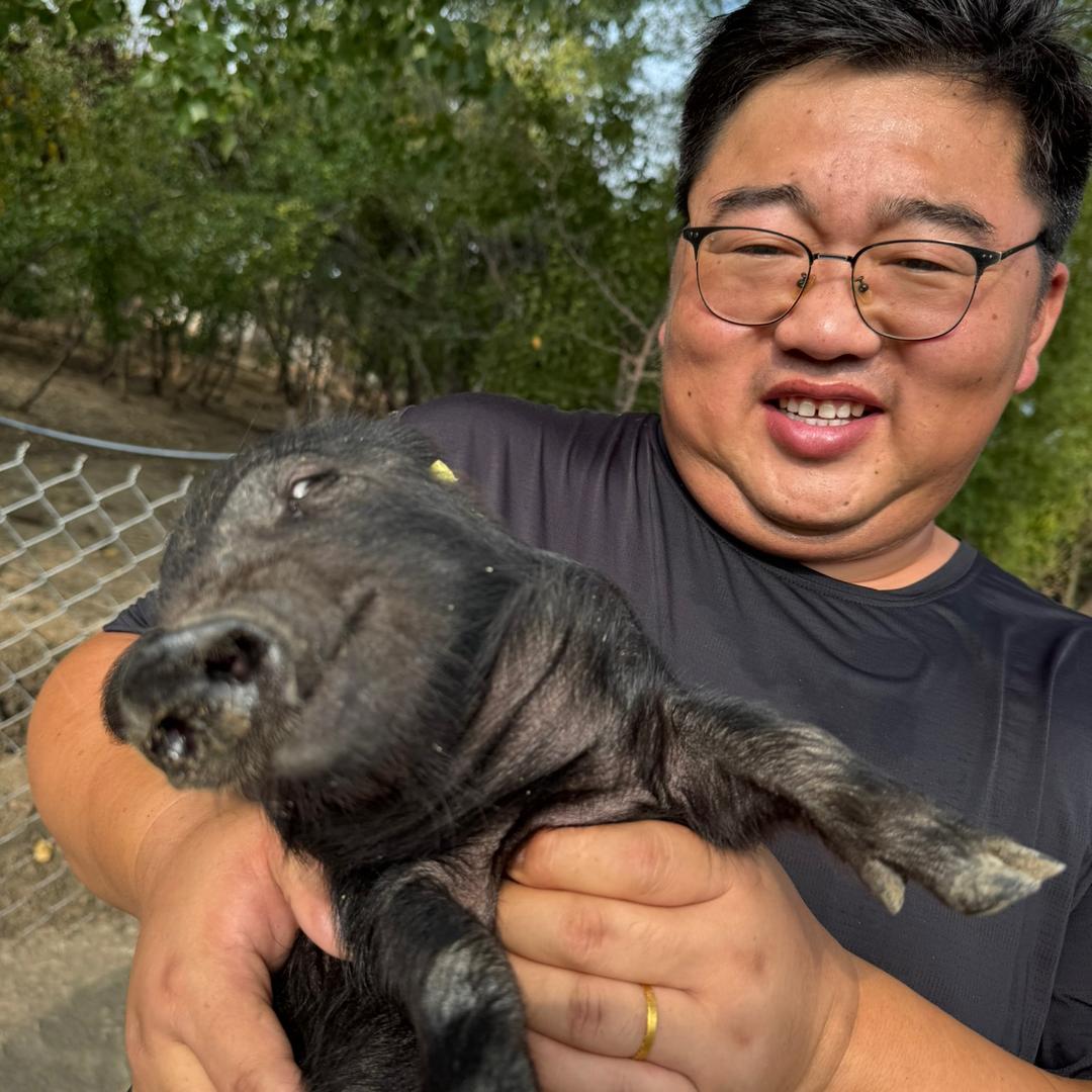 沈阳大智溜达猪