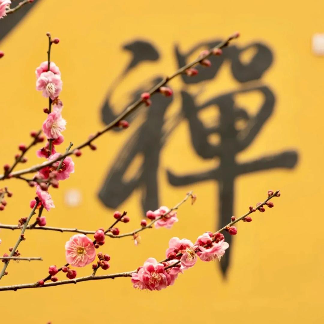 杨麻麻