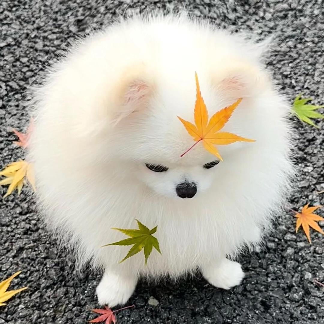火逗生活优品