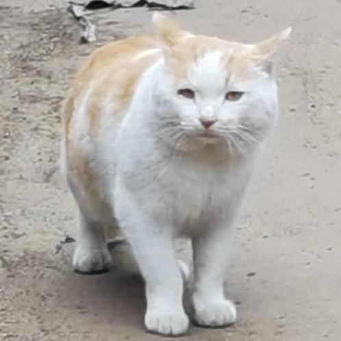 这里面谁叫狗磊