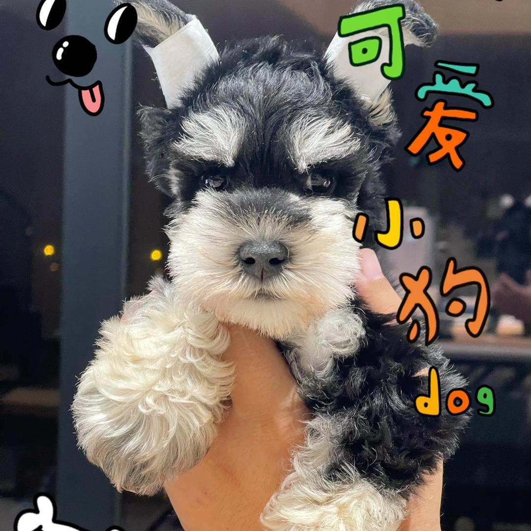 十一的成长日记