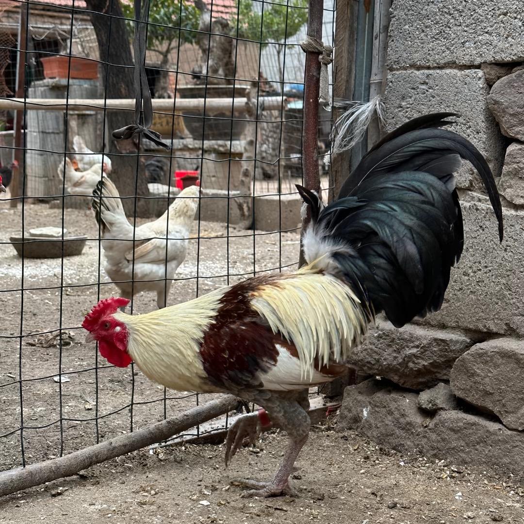 无忧鸡舍🐔