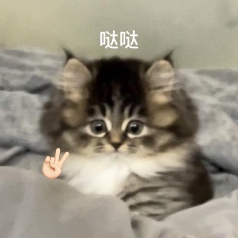 puppy的铲屎日记