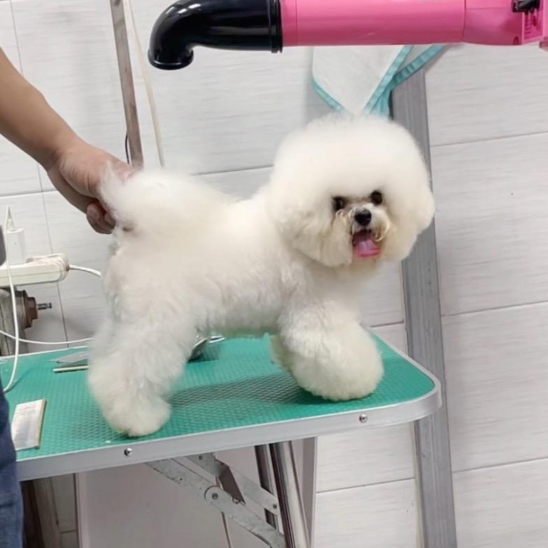长治北方宠物