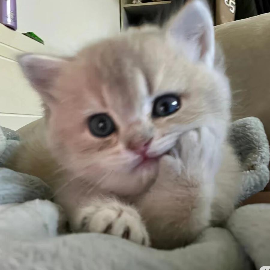 想陈功，先发疯👻💤