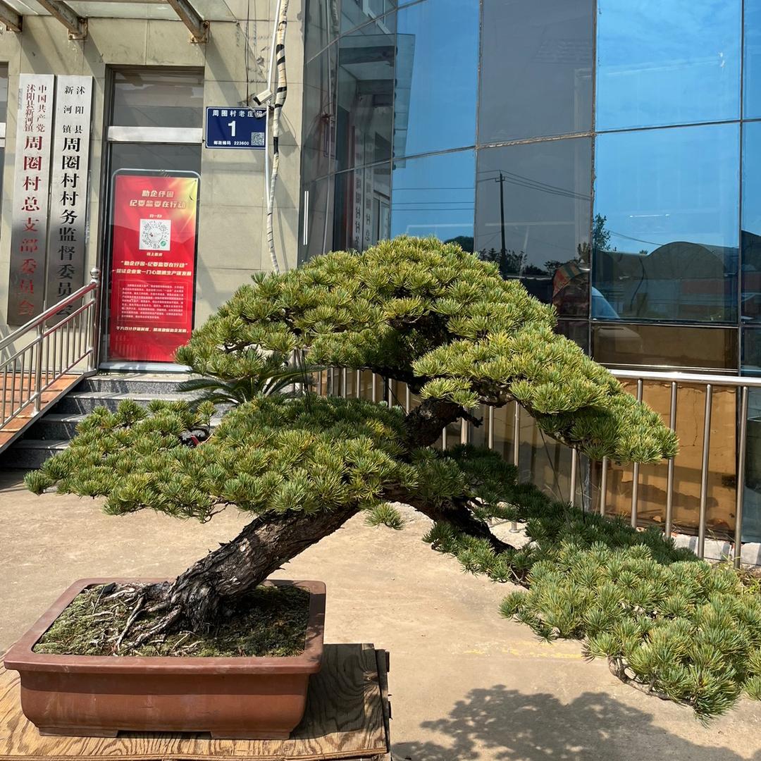 晶儿盆景