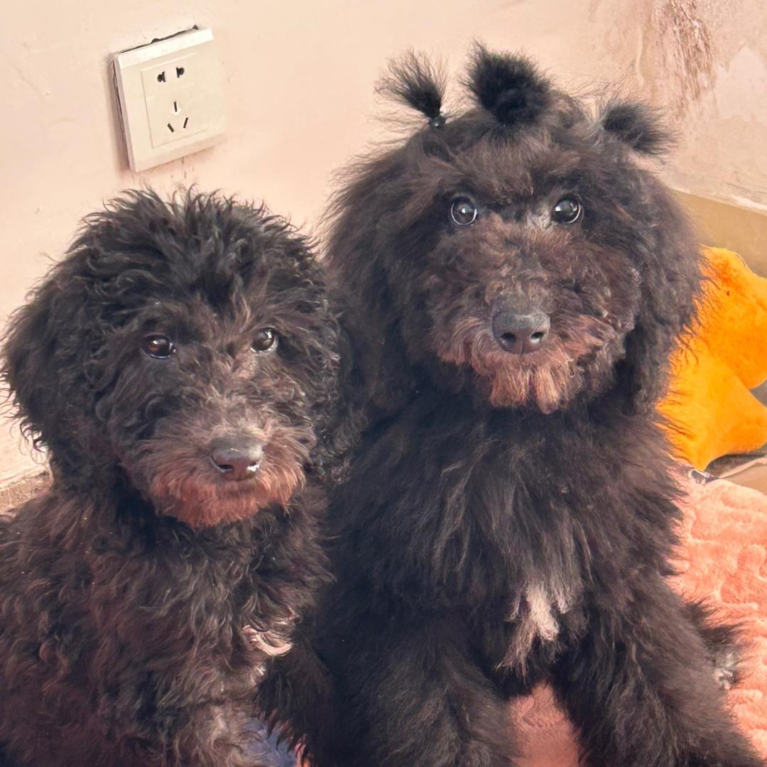 两只大黑旺🐕‍🦺