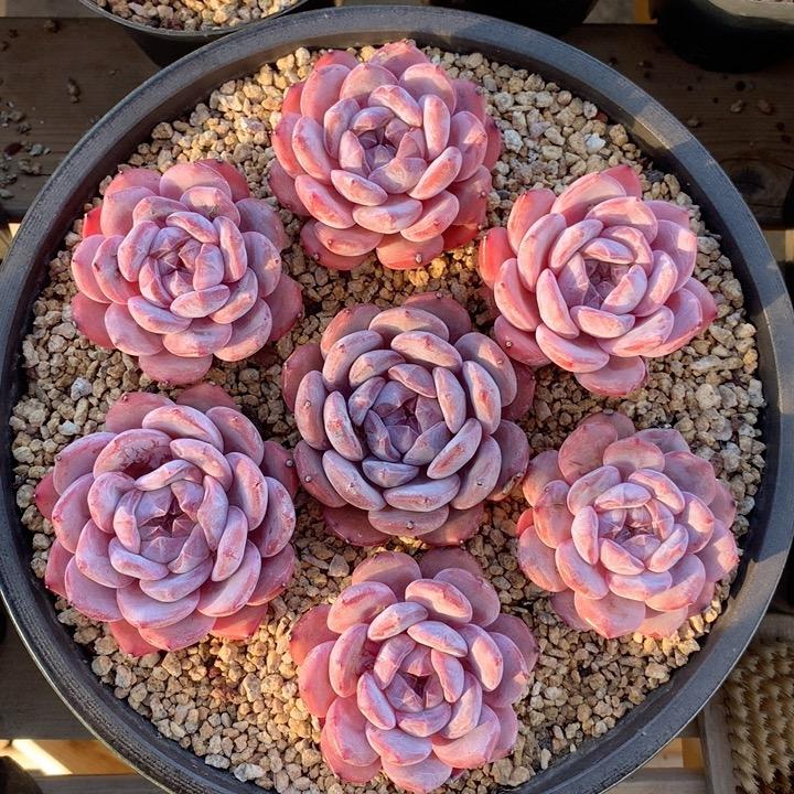 宁宁的花园