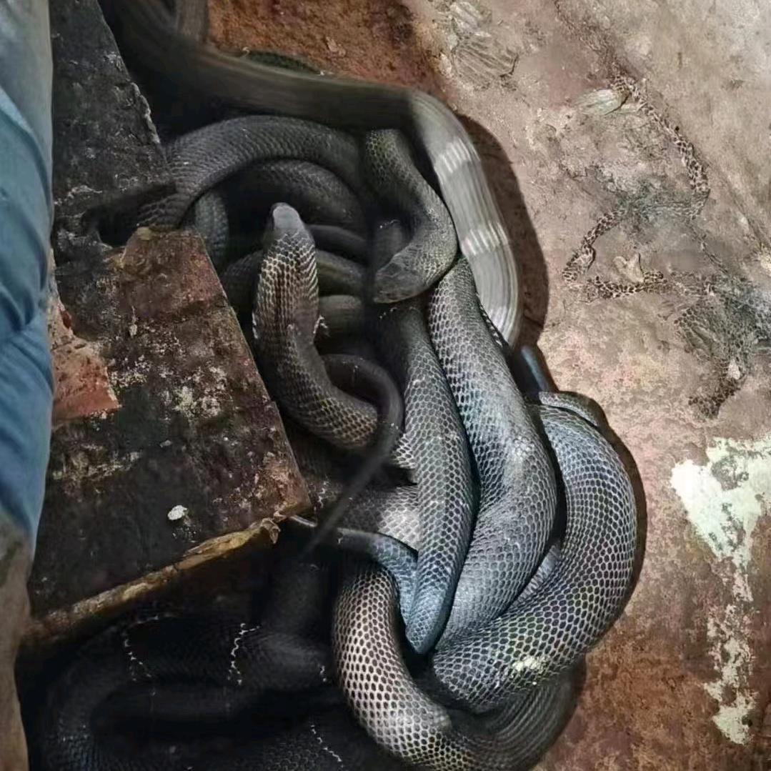 广西专业养殖水律🐍大王🐍眼睛🐍阿五